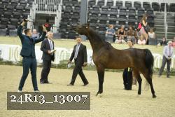 24R13_13007 thumbnail