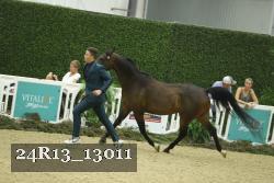 24R13_13011 thumbnail