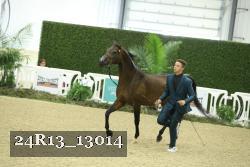 24R13_13014 thumbnail