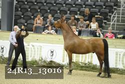 24R13_13016 thumbnail