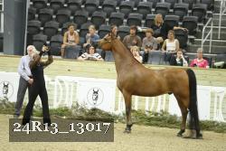 24R13_13017 thumbnail