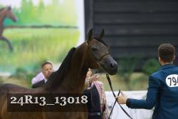 24R13_13018 thumbnail