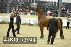 24R13_13024 thumbnail