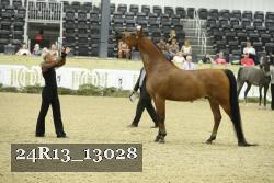 24R13_13028 thumbnail