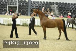 24R13_13029 thumbnail