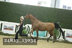 24R13_13034 thumbnail