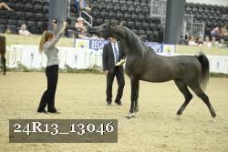24R13_13046 thumbnail