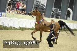24R13_13081 thumbnail
