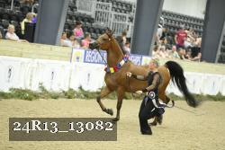24R13_13082 thumbnail