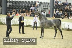 24R13_13481 thumbnail