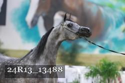 24R13_13488 thumbnail