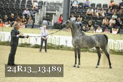 24R13_13489 thumbnail