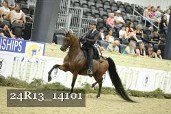 24R13_14101 thumbnail