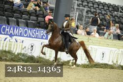 24R13_14365 thumbnail