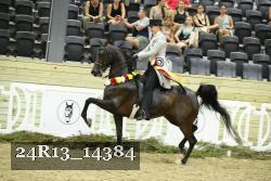 24R13_14384 thumbnail