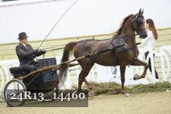 24R13_14460 thumbnail