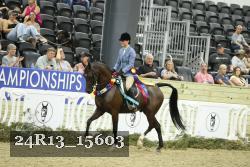 24R13_15603 thumbnail