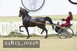 24R13_16228 thumbnail