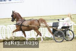 24R13_16239 thumbnail