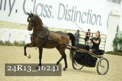 24R13_16241 thumbnail