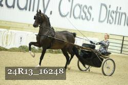 24R13_16248 thumbnail