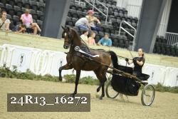 24R13_16272 thumbnail