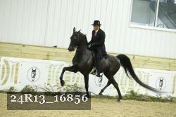 24R13_16856 thumbnail