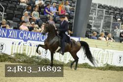 24R13_16892 thumbnail