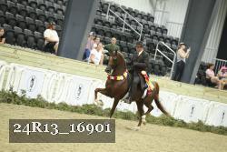 24R13_16901 thumbnail