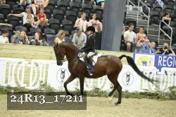 24R13_17211 thumbnail
