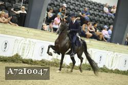 A72I0047 thumbnail