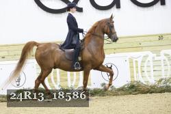 24R13_18586 thumbnail