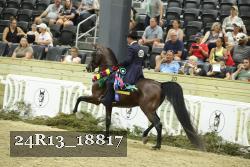 24R13_18817 thumbnail