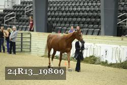 24R13_19809 thumbnail
