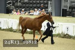 24R13_19812 thumbnail