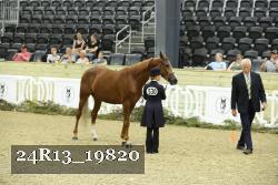 24R13_19820 thumbnail