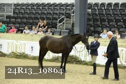 24R13_19864 thumbnail