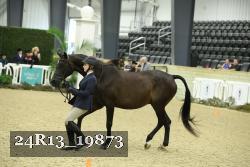 24R13_19873 thumbnail