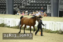 24R13_19883 thumbnail