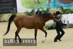 24R13_19915 thumbnail