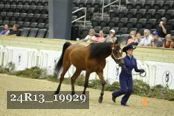 24R13_19929 thumbnail