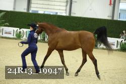 24R13_19947 thumbnail