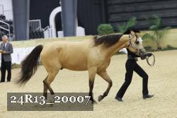 24R13_20007 thumbnail
