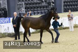 24R13_20025 thumbnail