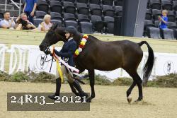 24R13_20121 thumbnail