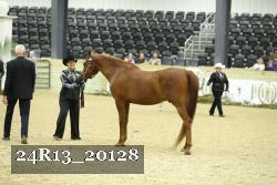 24R13_20128 thumbnail