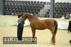 24R13_20130 thumbnail