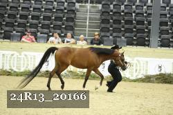 24R13_20166 thumbnail