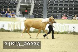 24R13_20229 thumbnail