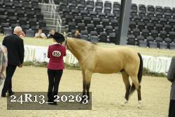 24R13_20263 thumbnail